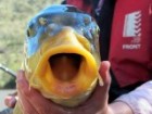 Stunning carp in the Murrumbidgee River 