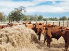 Methane emissions from cattle in Australia are 24 per cent lower than previously thought, equivalent to 12.6 million tonnes of carbon dioxide a year