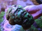 Green coral off the NT coast