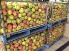 Crates of mangoes near Mareeba