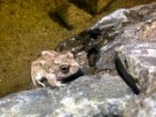 A Spencer's burrowing frog climbes out of a shallow water hole at Simpsons Gap.