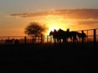 Spare horses in the yards at sunset on Anthony Lagoon Station