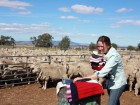 Annabel Scott juggles knitted goods and a lap top on the family farm.