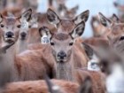 This year’s fawns at Ardno Deer Park, Strathdownie