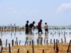 Boys fishing among rows of seaweed off the coat of Zanzibar in eastern Africa.