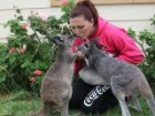 Playing mum to orphaned roos