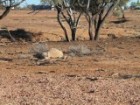 A dead sheep lies on the dry, barren ground after eating donated hay on a property in western Queensland.