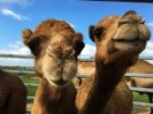 Two young camels on a Sunshine Coast farm