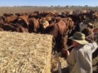 John Miller shovels out hay to cattle off the back of a ute at Margot station near Barcaldine.