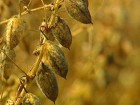 Close up view of chick-pea crop before it' has been harvested. 