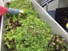 A worker sorts baby leaf salad lettuce mix.