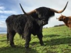 Tasmanian Scottish Highland cattle