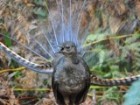 Superb lyrebird singing in Sherbrooke Forest in Victoria