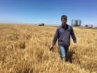 A man standing in a field of grain.