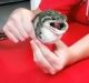 A tennis ball has been squeezed out of a carpet python's stomach.