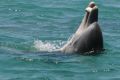 The young dolphin Huubster tosses a blowfish in the air. 