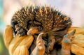 The 'puggle' is the second born to a pair of zoo-bred echidnas.