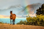 Amazing blue colours await at Lake Tekapo in New Zealand as a result of all of the mineral deposits.  Add to this an ...