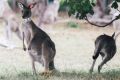 Kangaroos at Weston this week in the government's fertility trial. The ACT government has launched a new kangaroo ...