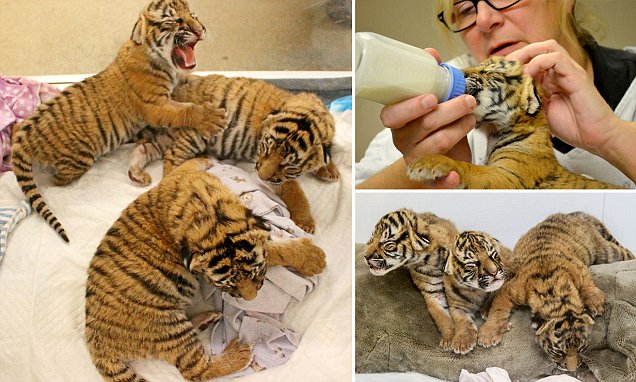 Cincinnati Zoo cares for 3 Malayan tiger cubs