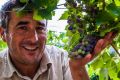 Mount Majura Vinyard viticulturist Leo Quirk observes how the weather has affected this season's grape harvest.