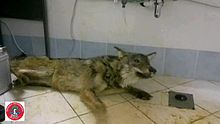 File:Arctic-Lineage-Canine-Distemper-Virus-as-a-Cause-of-Death-in-Apennine-Wolves-(Canis-lupus)-in-Italy-pone.0082356.s001.ogv