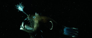 Angler Fish