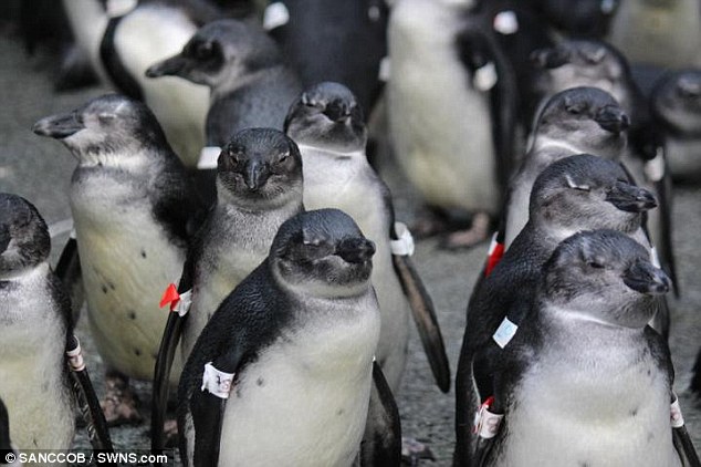 Over-exploitation of fishing stocks, warming seas and changing salinity could spell the end for the African penguin. New research by the University of Exeter suggests breeding is 50 percent lower due to an ecological 'trap'