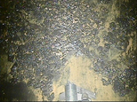 In this image released by Tokyo Electric Power Co. (TEPCO), a remote-controlled "cleaning" robot, bottom, enters the reactor containment chamber of Unit 2 for inspection and cleaning a passage for another robot as melted materials are seen at Fukushima Dai-ichi nuclear power plant in Okuma town, Fukushima prefecture, northeastern Japan, Thursday, Feb. 9, 2017. The "cleaning" robot that entered one of three tsunami-wrecked Fukushima reactor containment chambers was withdrawn before completing its mission due to glitches most likely caused by high radiation. (TEPCO via AP)