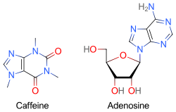 Two skeletal formulas: left – caffeine, right – adenosine.