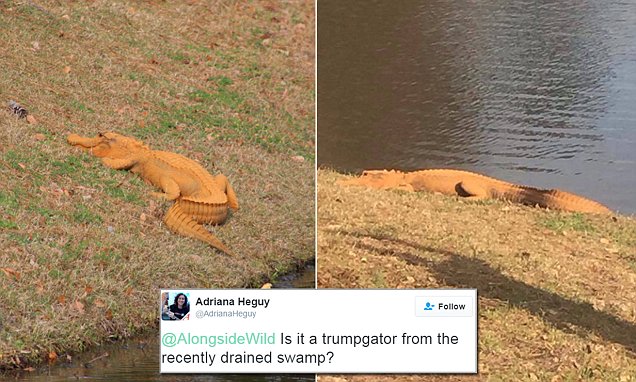 Bizarre bright orange alligator spotted in South Carolina