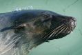 Sammy the seal had been sighted from as early as 2008.