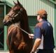 Big week: Hunter thoroughbred industry in January ahead of the sales. 