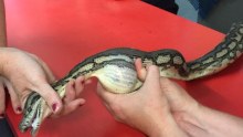 Snake eats tennis ball in Townsville