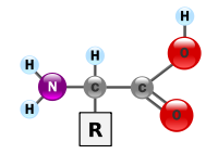 200px-AminoAcidball.svg