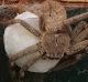 BROODING: This huntsman spider - dubbed 'Hortense' - guards her egg sac in a North Bendigo letterbox. They were born ...