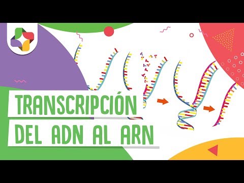 El proceso de transcripción al ARN - Biología - Educatina