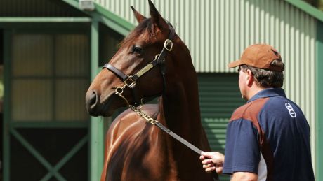 Big week: Hunter thoroughbred industry in January ahead of the sales. 