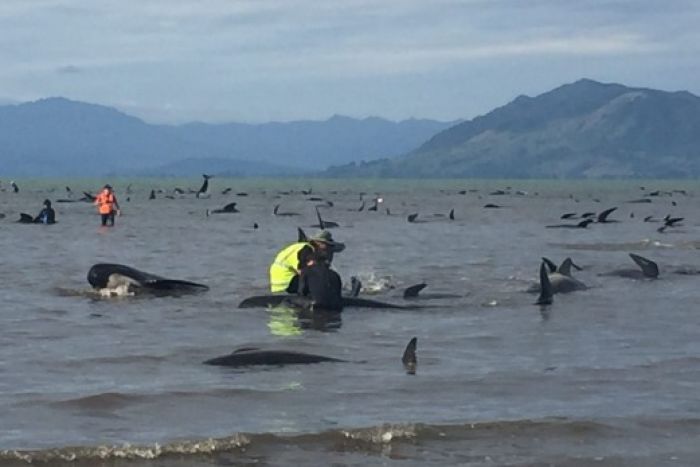 Stranded whales in New Zealand.