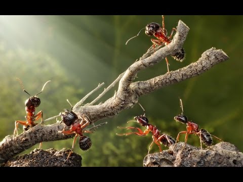 Ants Secret Power of the Nature - BBC Documentary 2016