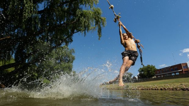 Heat relief: Young boys swinging off a rope into the Hunter river in Maitland on Saturday.