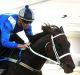 Free ride: Punters can watch champion mare Winx for free on Monday.