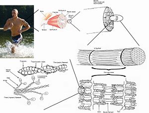 Skeletal muscle.jpg