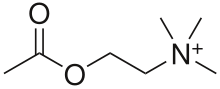 Acetylcholine.svg