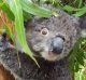 This koala was given a spray down to help it cope with the heatwave at Tidbinbilla Nature Reserve.