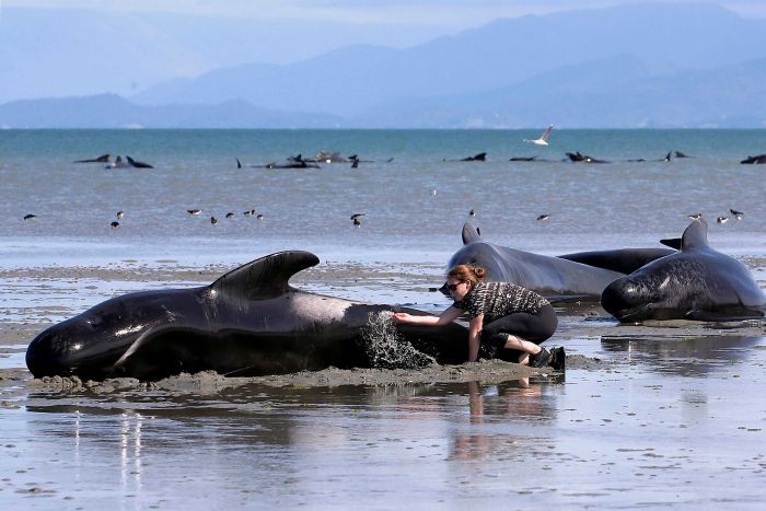 A volunteers inspects a beached whale.