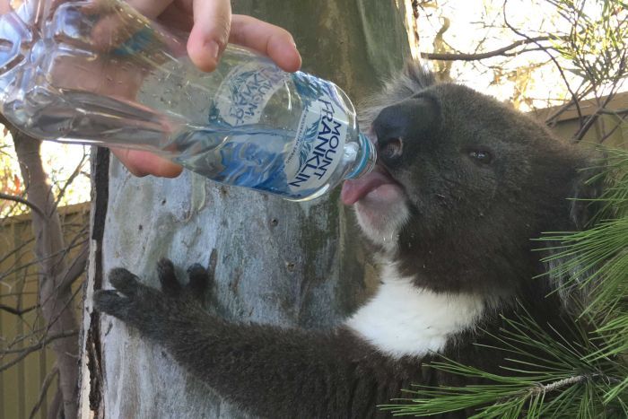 Water is poured into a Koala's mouth during the Adelaide heatwave