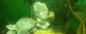 An Angasi or native flat oyster and a sea sponge.