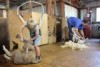 Five-year-old Charlie Dunn shearing a lamb with blade shears in the shearing shed