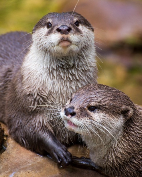 <b>Sponsor an otter</b><br>
A little left field but a complete heart-jerker. Sponsor an animal on her behalf, like an ...